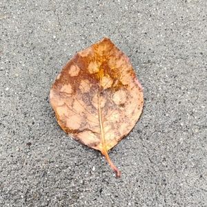 Meet your Posher, Pao